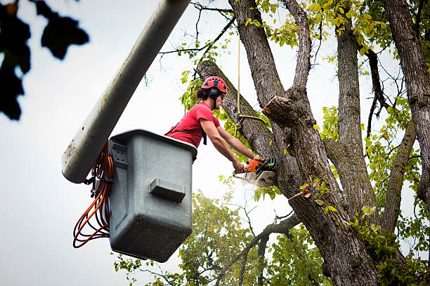 How Our Tree Care Process Works  in Valley View, PA